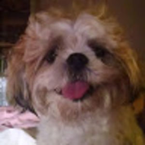 Meet your Posher, Steve